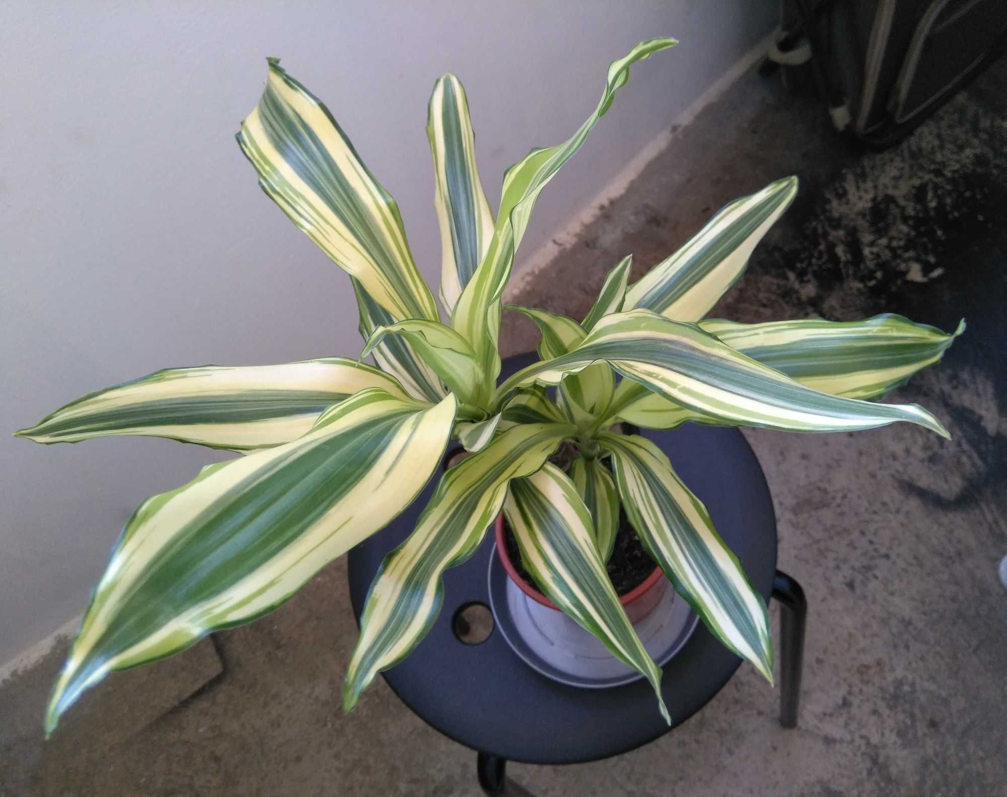 Palmier bicolor Dracaena Fragrans Yellow Coast inaltime 33cm diam 37cm