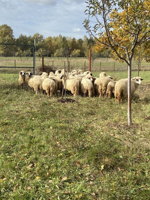 Oi tinere de vanzare