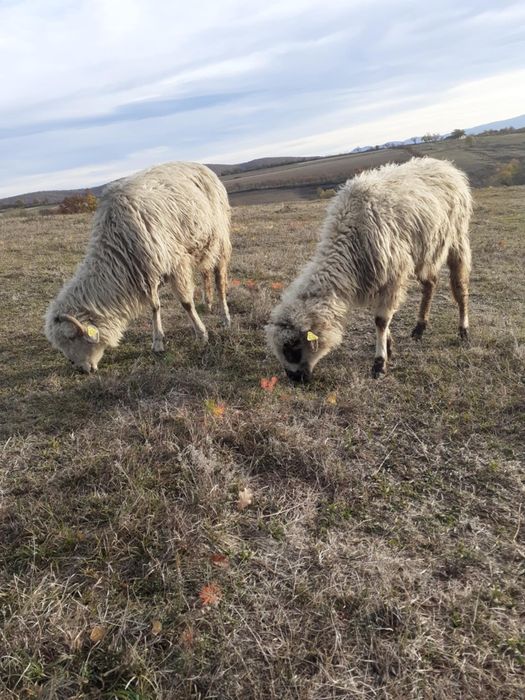 De vânzare 6 miei berbecuți și 4 oi