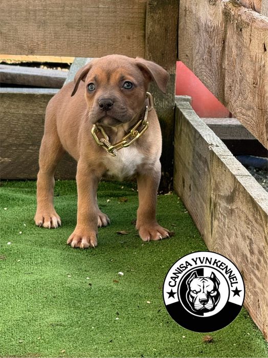 Mascul amstaff blue fawn
