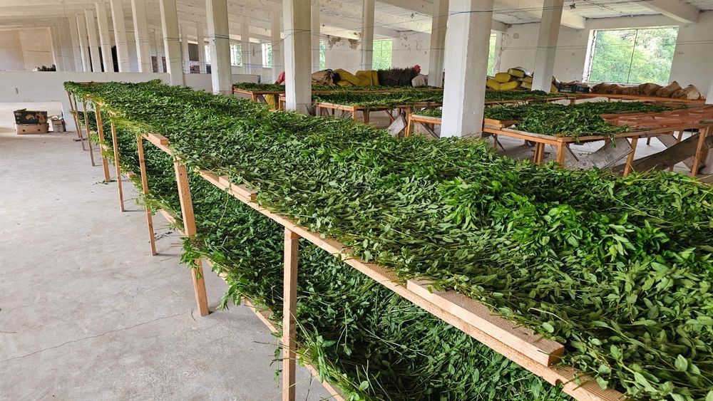 Vindem menta pentru ceai/restaurante sau cafenele verde sau uscata
