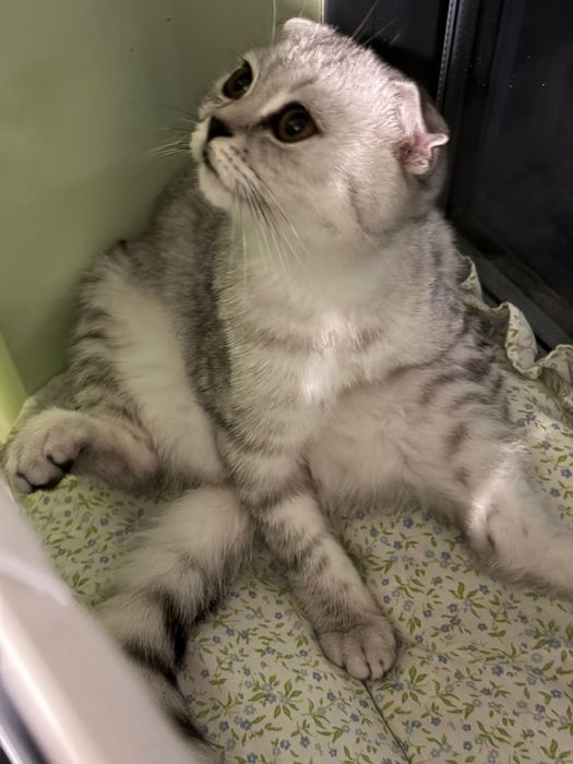 Осиновяване – 4,5-месечно женско коте, ваксинирано и много гальовно