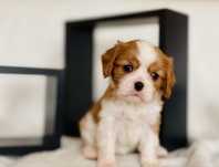Catel Cavalier King Charles Spaniel