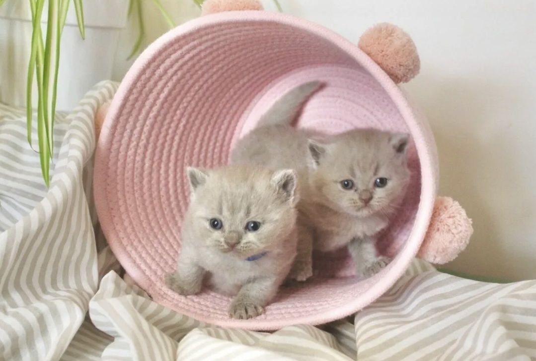 Британски  котета