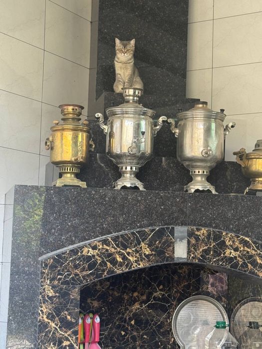 Продается кошка шиншила