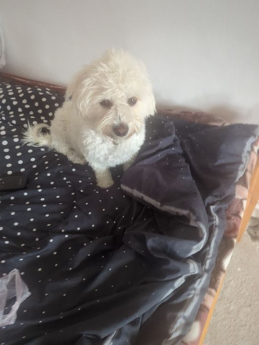 Vând bichoni capucino 400lei negociabil