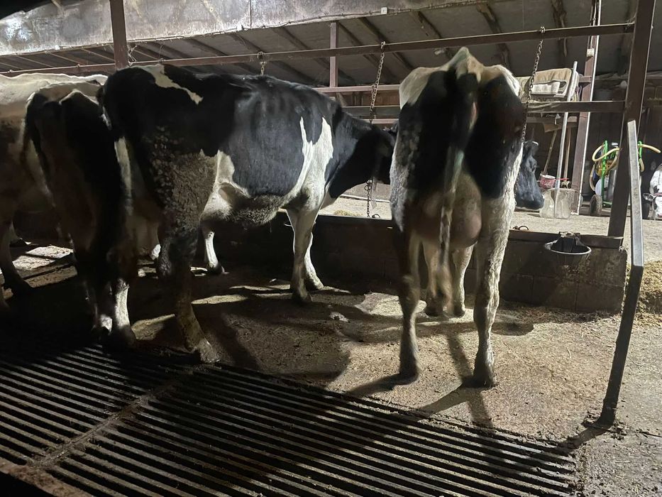 Femele- Holstein - Vaci in lactatie