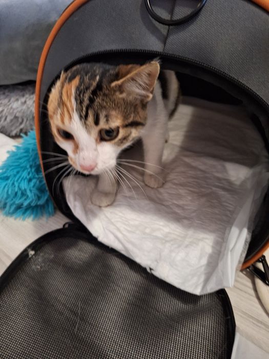 Подарявам трицветно коте