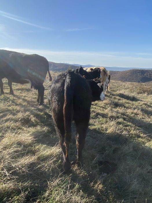 De vanzare doua junici