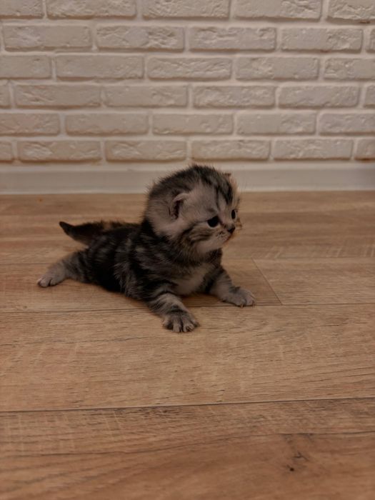 Продам шотландских котят