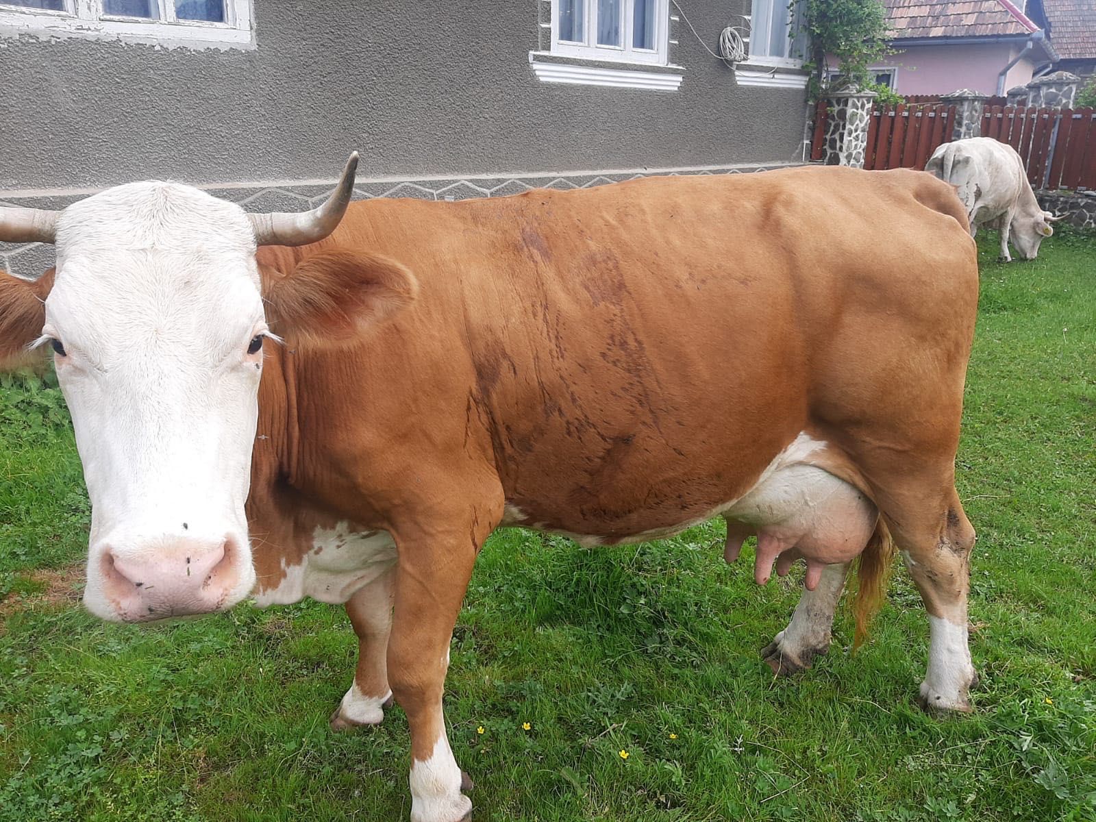 Vand vaca de 10 ani cu vitel de 2 saptamani
