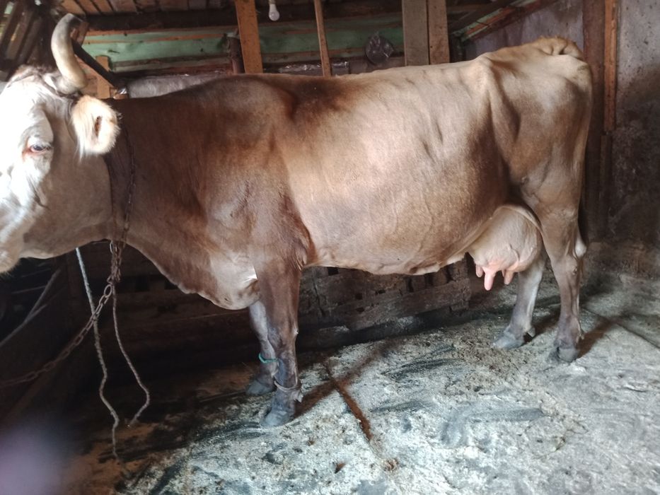 Vaca de vânzare ,preț negociabil ...mai multe detalii in privat.