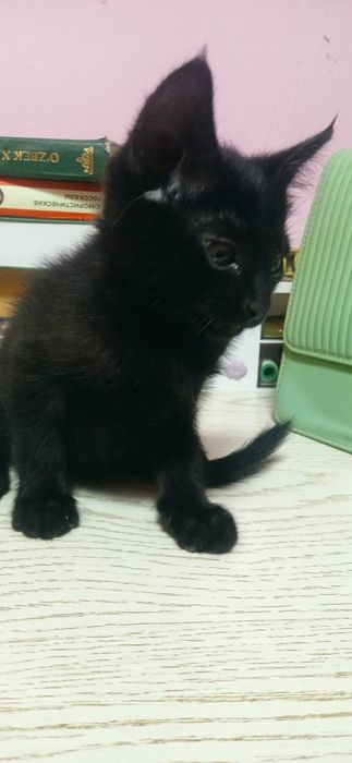 Продаётся черный котёнок