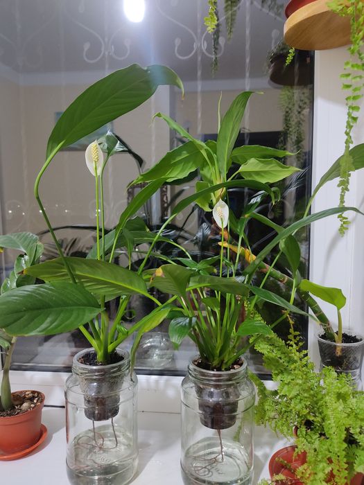Спатифилиум на фителе  женское счастье  очиститель воздуха