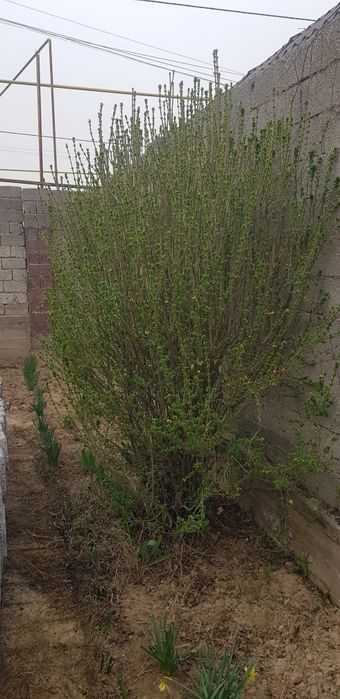 Куст. Живая изгородь