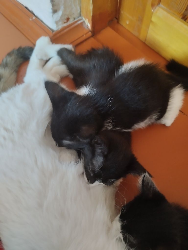 Продается котенки