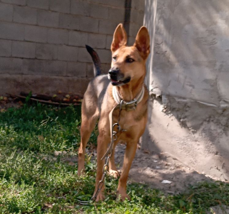 Отдам щенков в хорошие руки