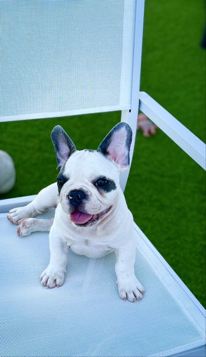 Bulldog Francez Luxurious Frenchie House