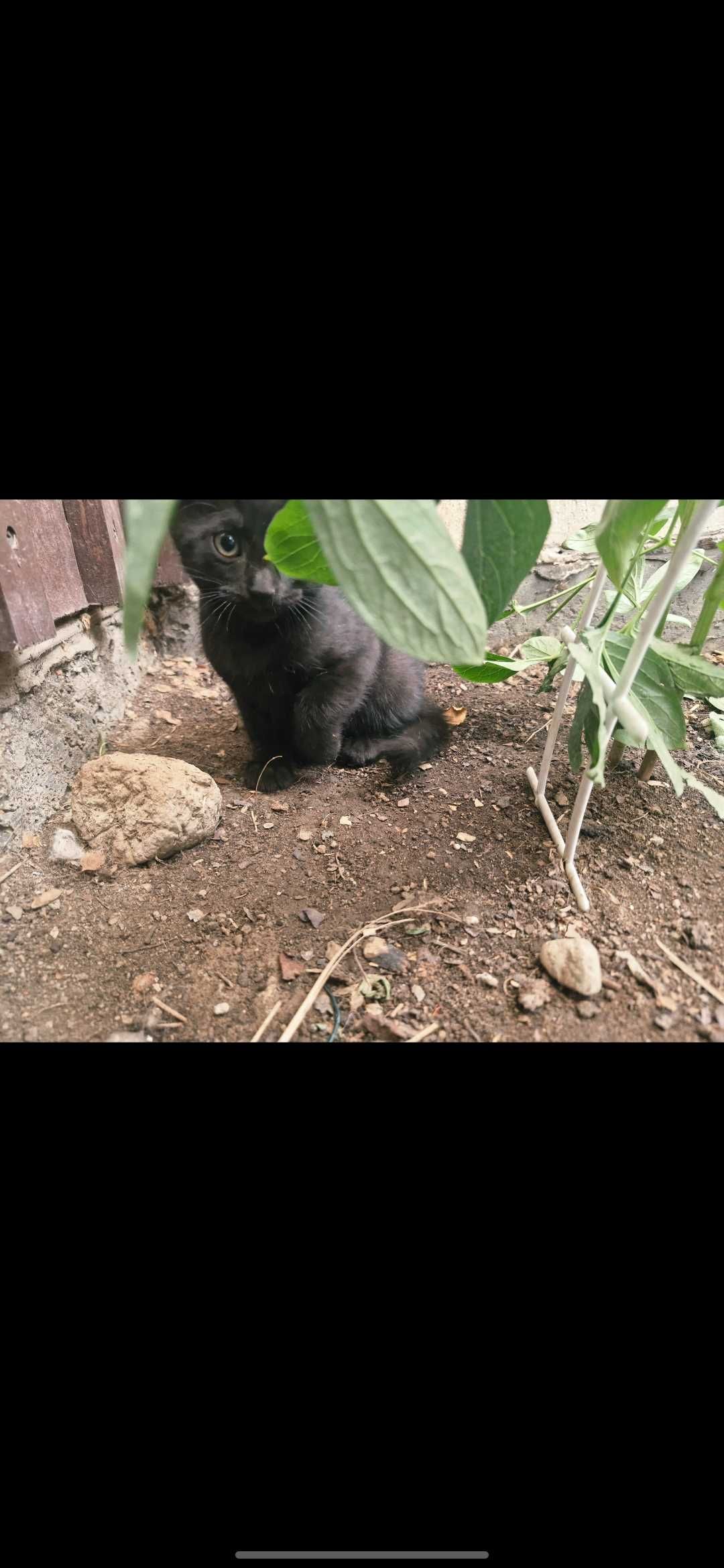 Котятки ждут своих хозяев