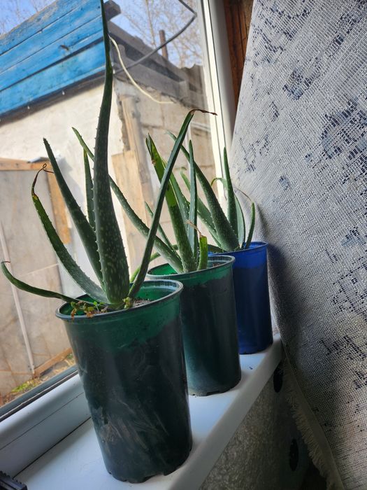 Алоэ вера продам