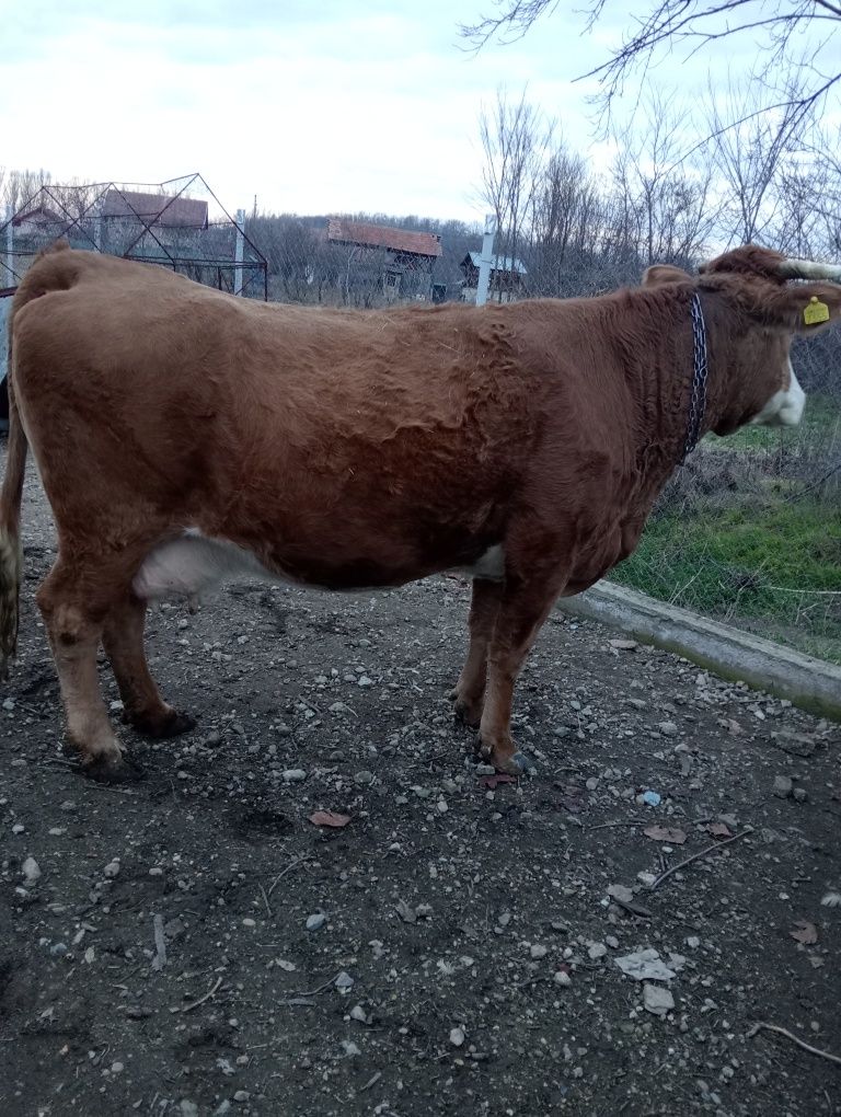 Vând vaca de 11 ani