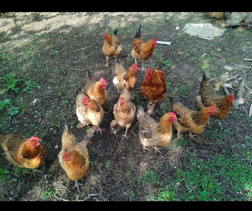 Кучин тауықтары сатылады