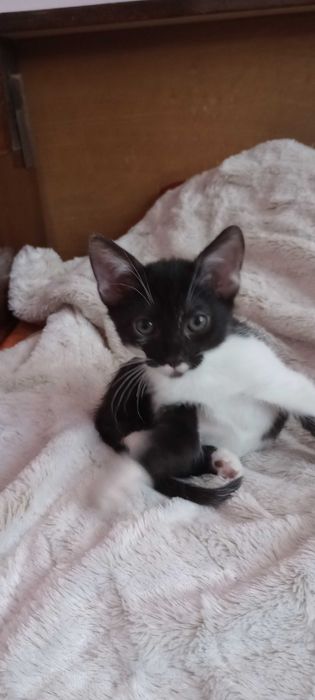 Котенца на 6 месеца търсят дом.