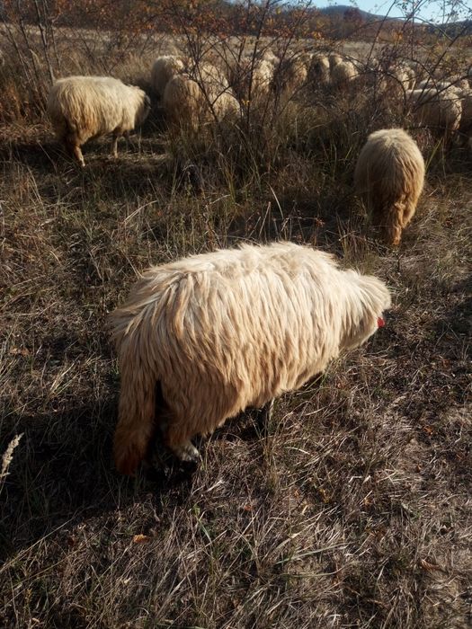 Vind oi toată turma