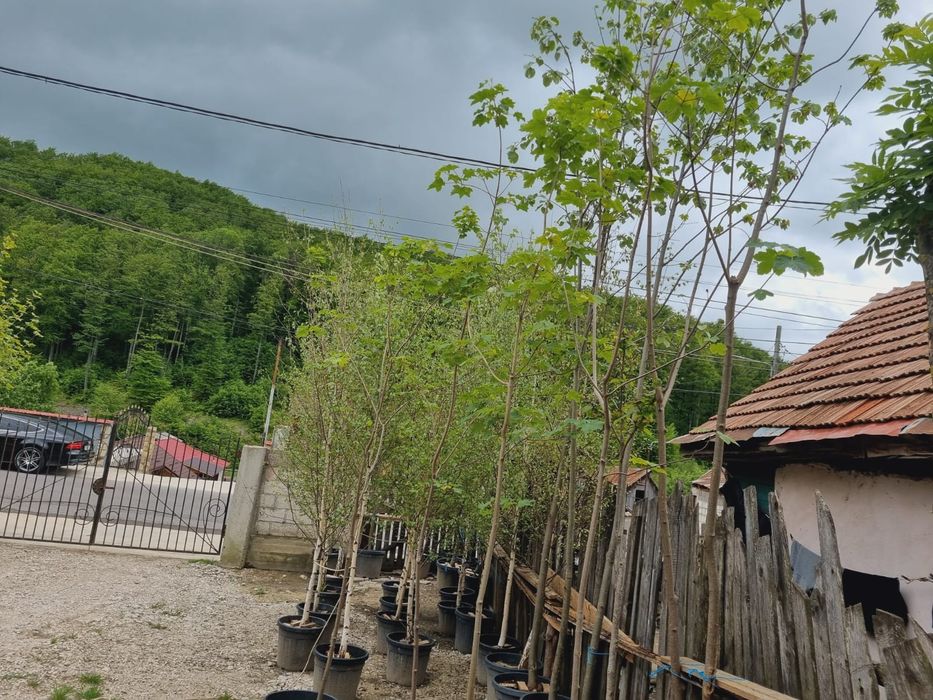 Platan Mesteacăn