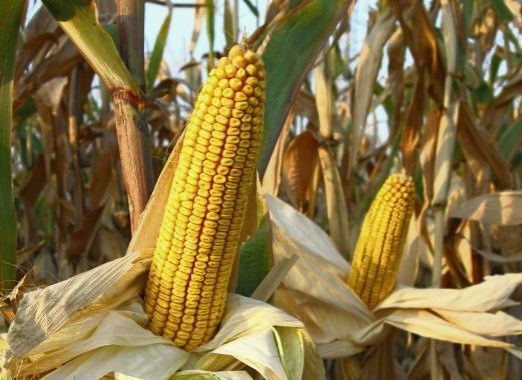 De vânzare grăunțe și baloți din lucernă