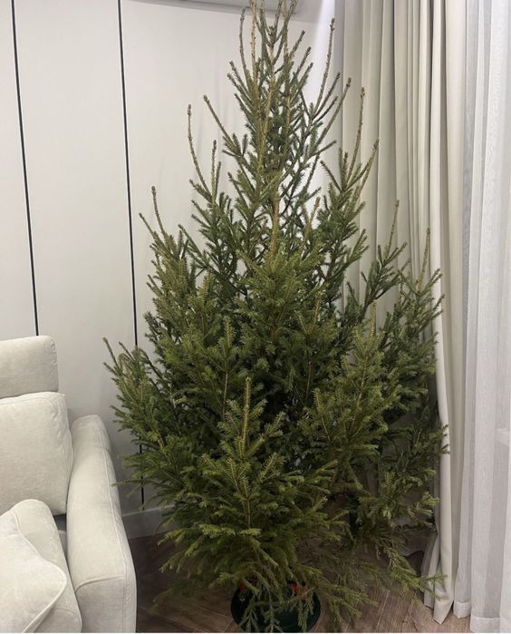 Ёлка живые новогодни