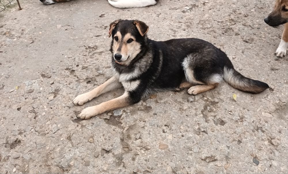 Подарявам кученце