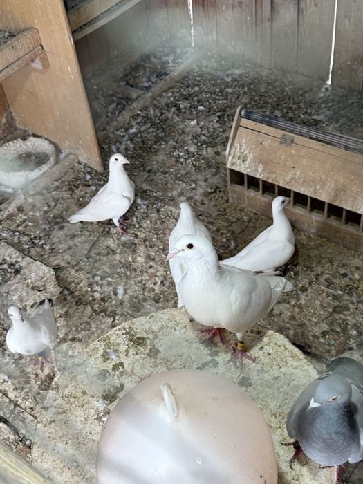 Porumbei albi pentru nunți și ornament