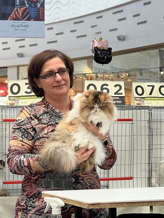 Pisica Persana Testata genetic si viral sterilizata