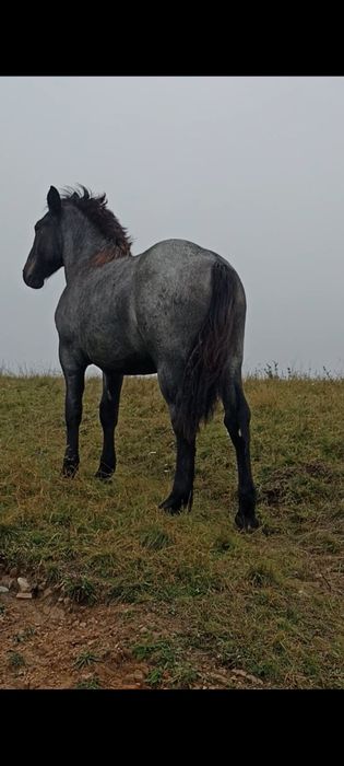De vânzare Mânză de un an