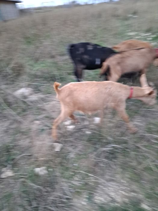 Vand 3 iede surori din capra alpina