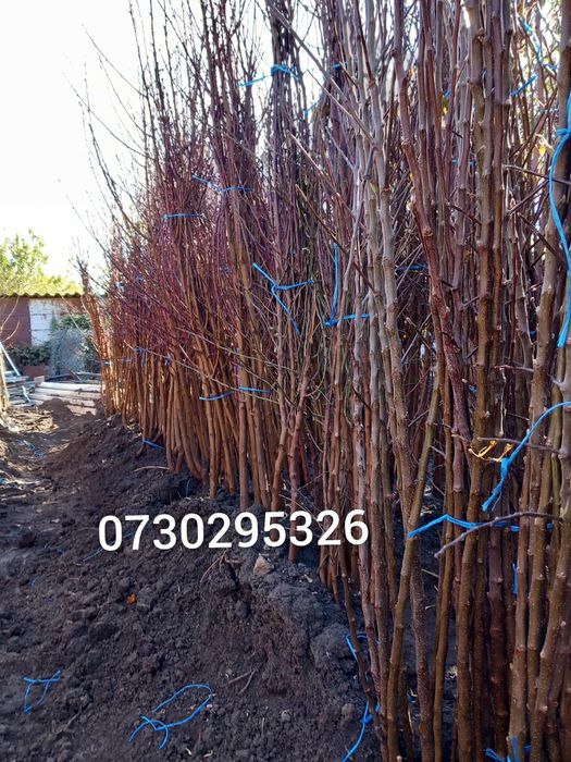 Vând Pomii Fructiferi Altoiți Clasici si Columnari anul 3 de vegetație