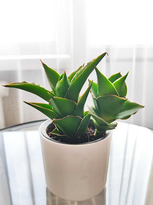 Сансевиерия Темпл Краун