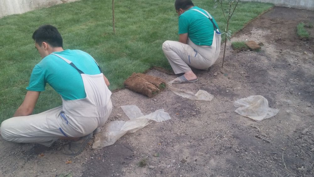 Газон экамиз рулонный хам ёткизамиз