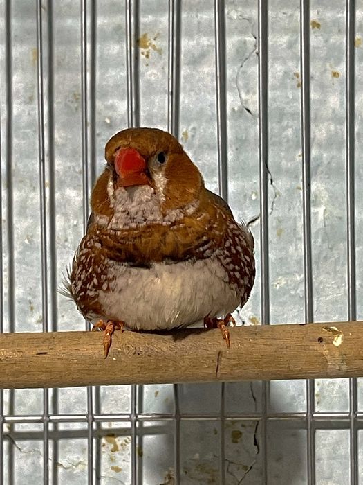 Amadinka Амадина Kanareyka