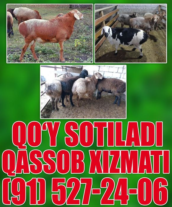 Кассоб Куй суйиш хизмати 24 га 7