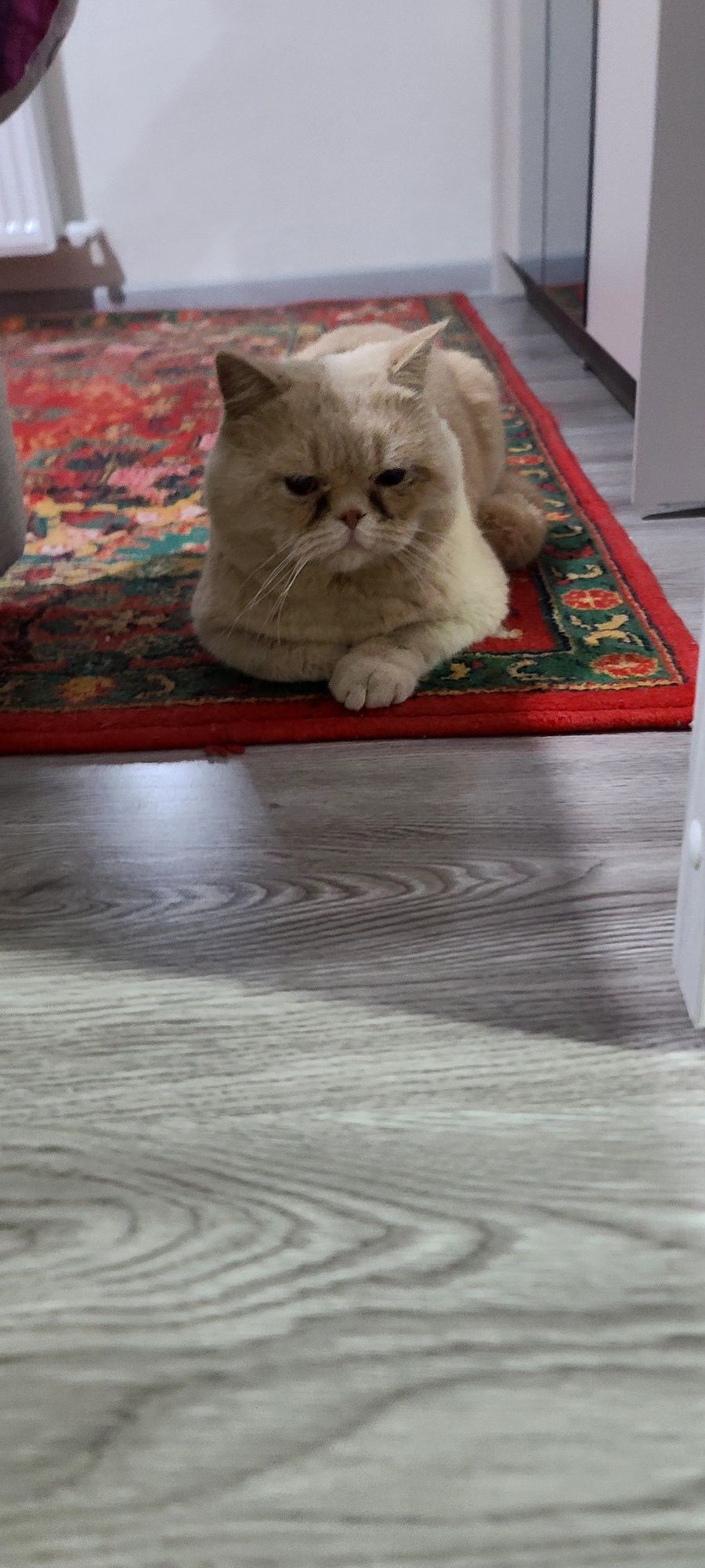 Vyazka Barsel opitniy mushuk
