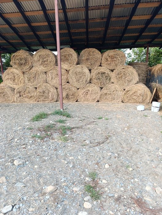 Vând baloți de lucerna