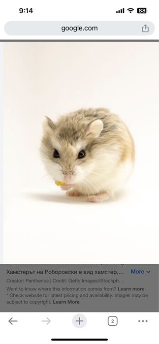 Продавам клетка за хамстери ,напълно оборудвана. Със пет мини хамстерч