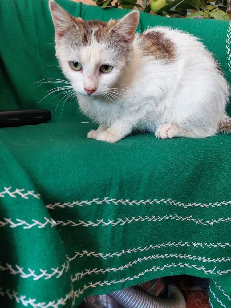 Adoptie pisicuta