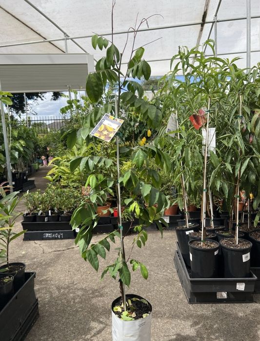 Pom carambola fructul stea 150-180cm