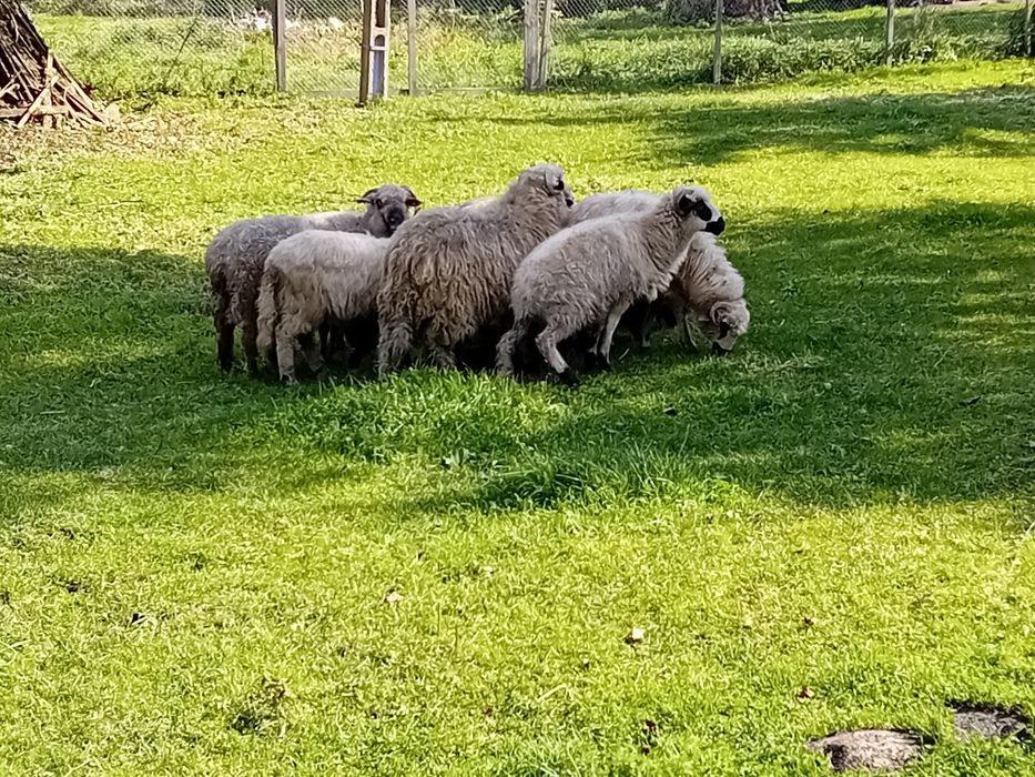 Vând 12 mieluțe țurcane