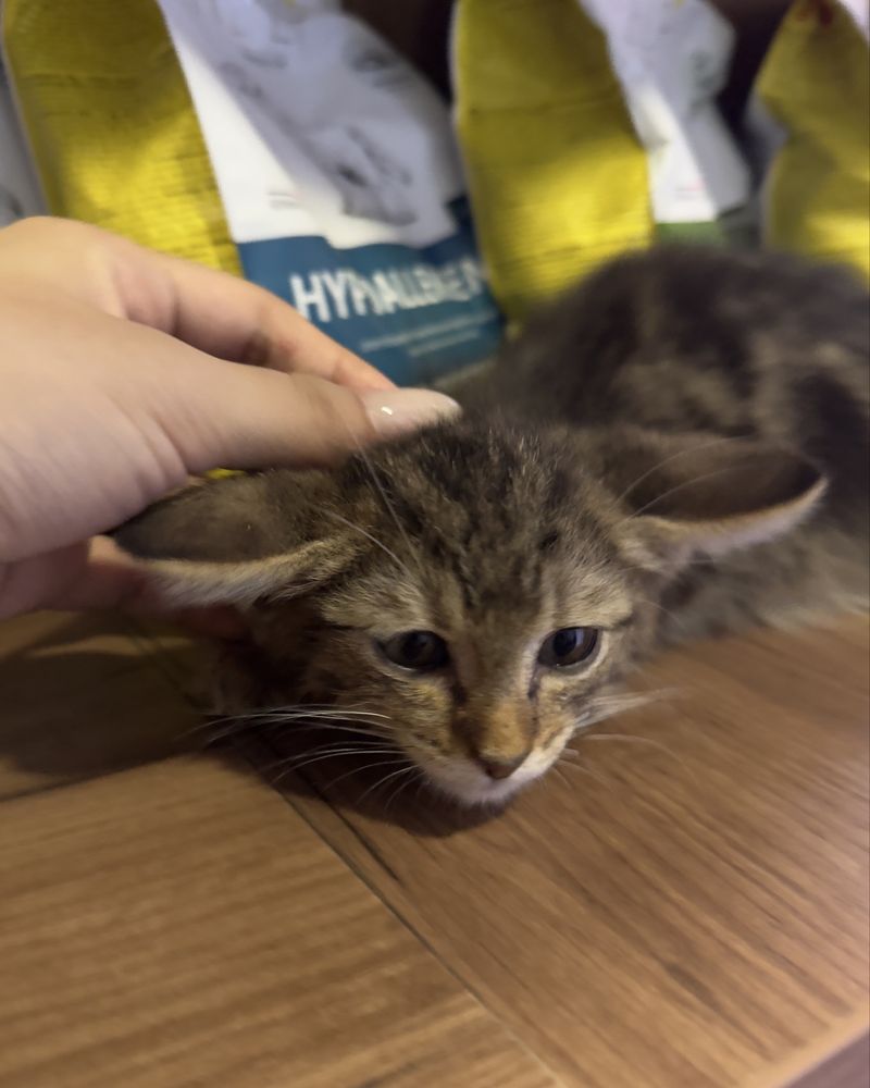 Котенок в ответственные руки