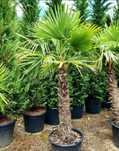Palmieri rezista la frig % garantat/ thuja smaralgd enupar tarator