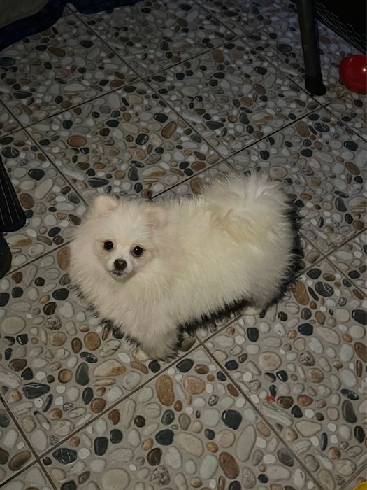 Femela pomeranian albă, cu PEDIGREE
